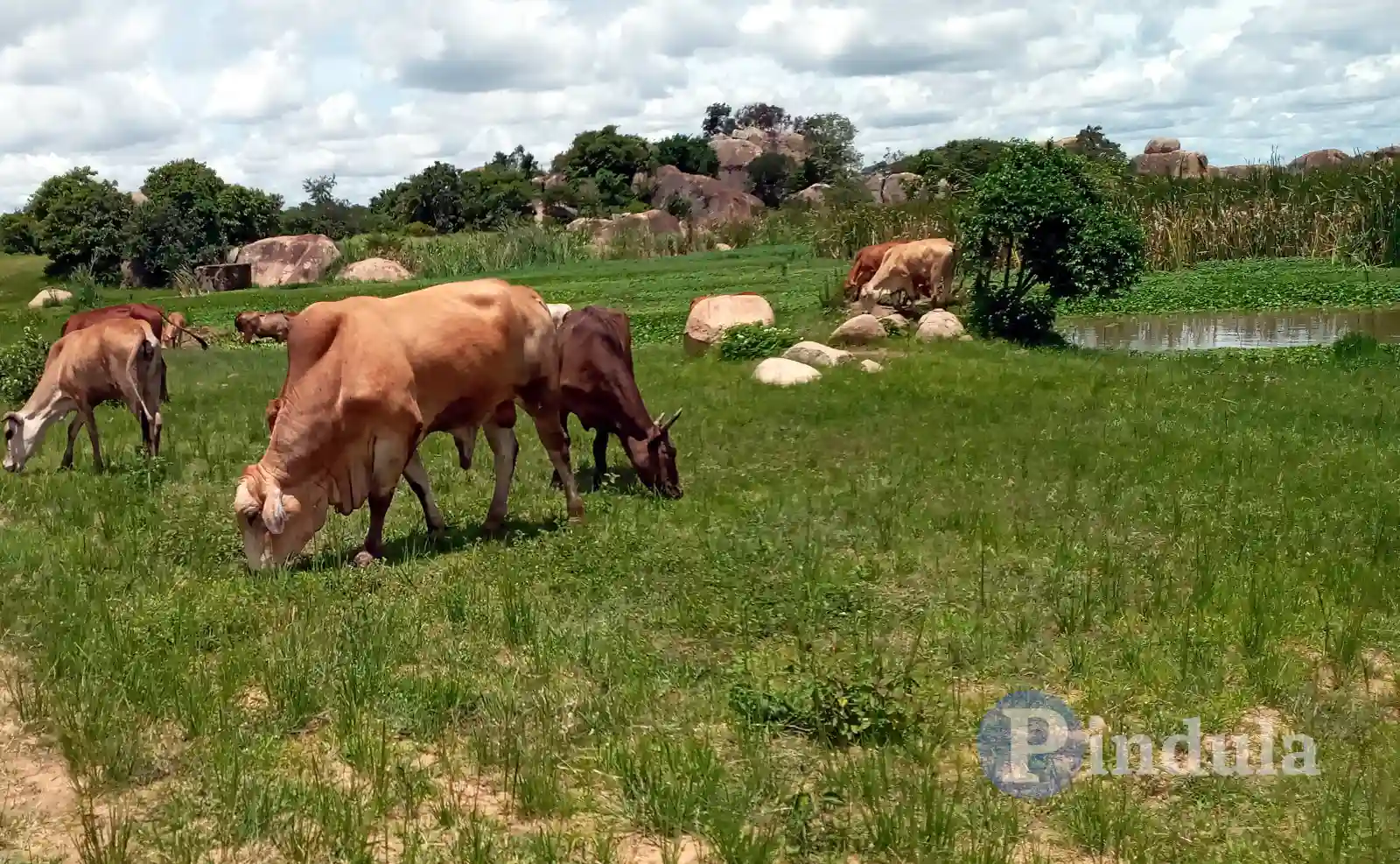 Man Reclaims Lobola Cow After Dispute With His Wife