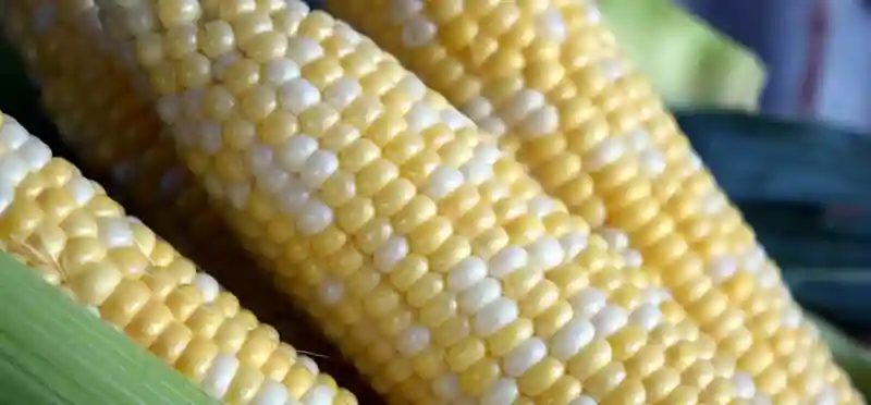 Man Stoned To Death For Stealing Green Maize