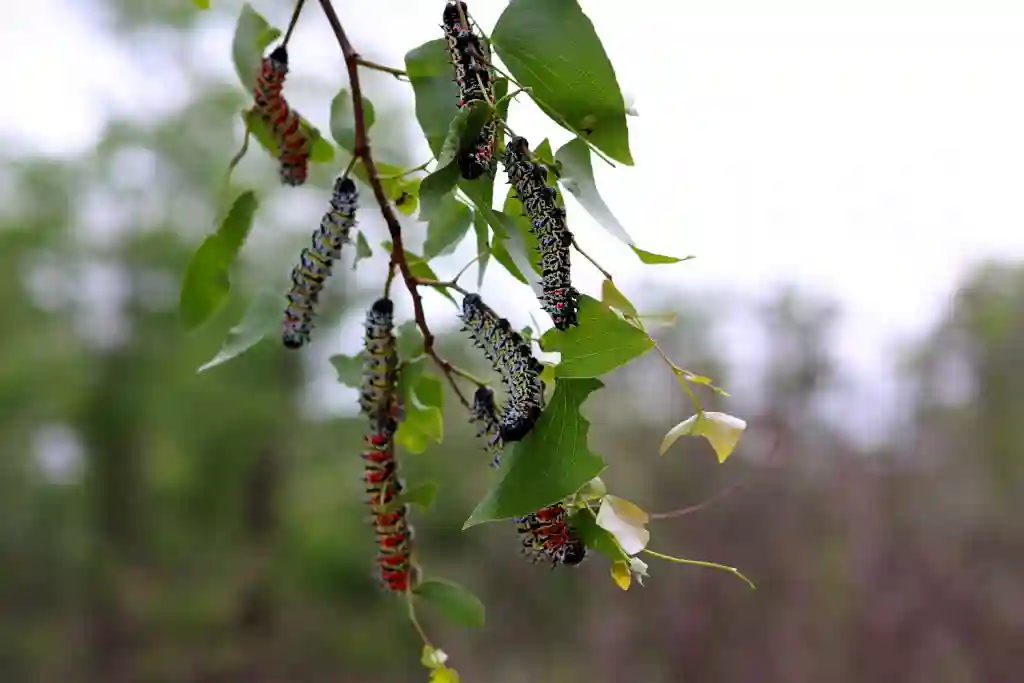 "Matabeleland South may become a desert due to Amacimbi (caterpillar) harvesters"