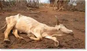 Midlands Cattle Dying Because Of Lack Of Water And Pastures - Report