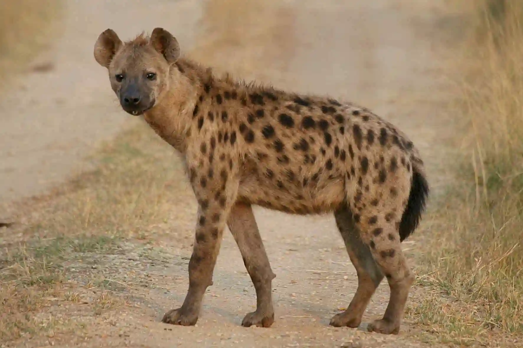 Mnangagwa Offers Free Hyenas To Russia's Vladimir Putin