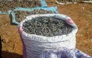 Mopane Worms Harvesting: 
