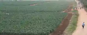 MSD Advises Farmers To Delay Planting