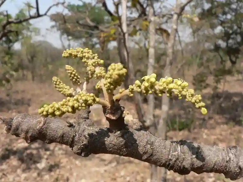 Mugondorosi Tree Faces Near Extinction Due To Erectile Dysfunction Crisis