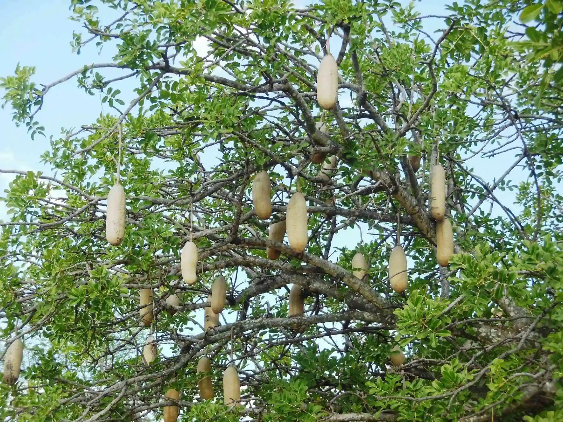 Mumvee Tree Faces Extinction Due To Over-Exploitation