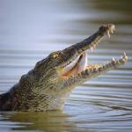 Newly Married Woman Loses Leg In Crocodile Attack
