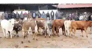 Nkayi Family Receives 16 Cattle, Cash, Vaccines, Molasses