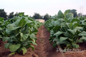 Number Of Registered Tobacco Growers Falls