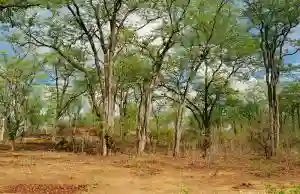 Nyaradzo Targets Planting 500 Million Trees By 2026