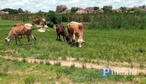 Pastor Steals Cattle From His Mother-in-law