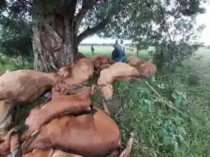 PICTURES: Lightning Strikes Prominent Chipinge Farmer's 25 Brahmans