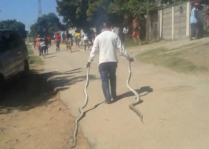 Pictures: Man walks with two huge snakes he "inherited" from his father in bizarre ritual