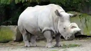 Poachers Kill White Rhino In Bikita