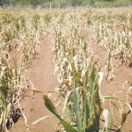 Prolonged Dry Spell Worries Farmers