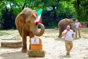 ‘Psychic’ Elephant Predicts German Win Over England At Euro 2020