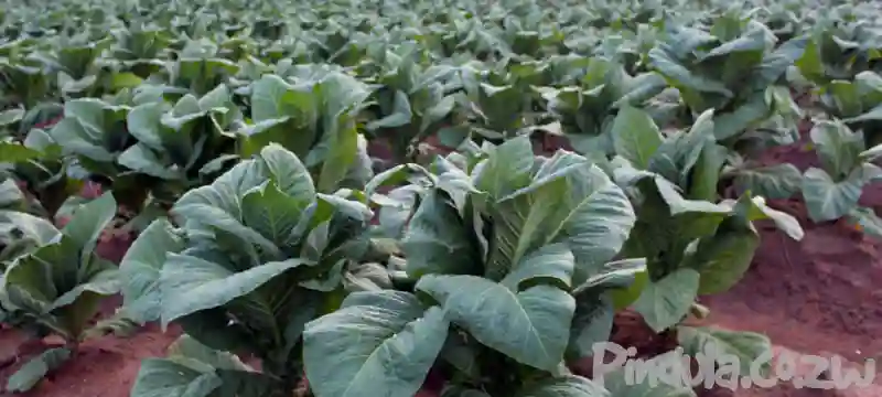 RBZ sets withdrawal limit for tobacco farmers