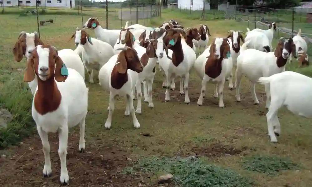 Rising Demand For Goat Meat Explained