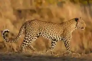 Roaming Leopard Strikes Fear In Victoria Falls