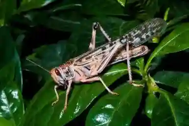 SADC Appeals For Help To Combat Locusts