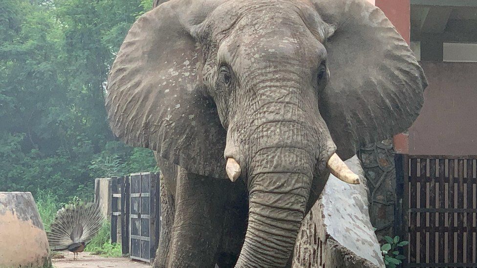 Shankar the elephant: Plea to send lonely African animal home from India