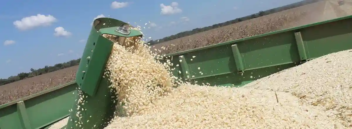 Six Suspects, Including Two ZRP Officers, Claim Inside Job In 170-Bag Maize Theft Case