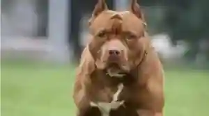 South Africa: Pitbull Owners Commended For Surrendering Their Pets