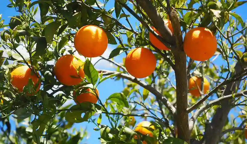 South Africa’s R654 million Worth Of Citrus Fruit May Be Destroyed Due To EU Laws
