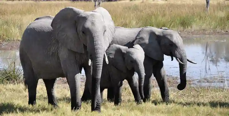 Speeding Truck Kills 2 Elephants