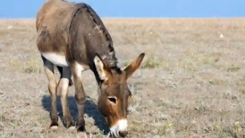 Stray Donkey Causes Three-Bus Collision Along Masvingo-Beitbridge Road