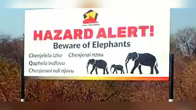 Stray Elephants Impose "Curfew" In Hwange Town