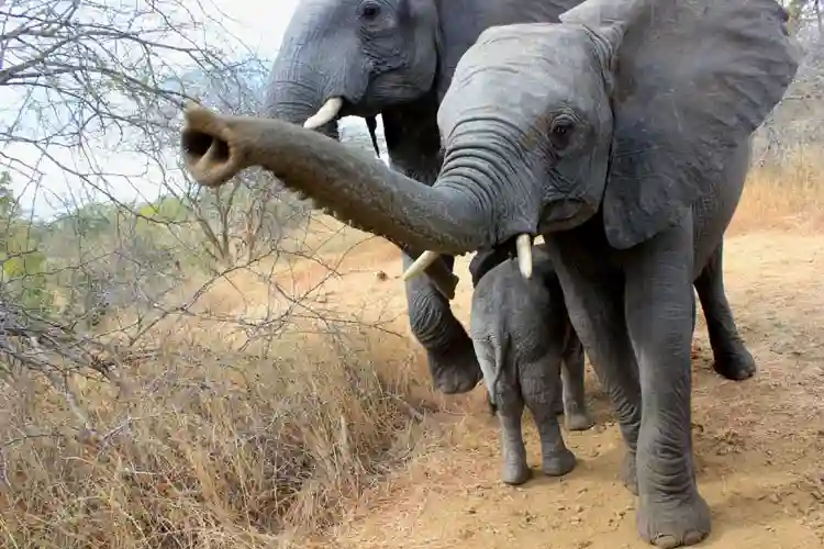 Stray Elephants Kill One In Birchenough Bridge