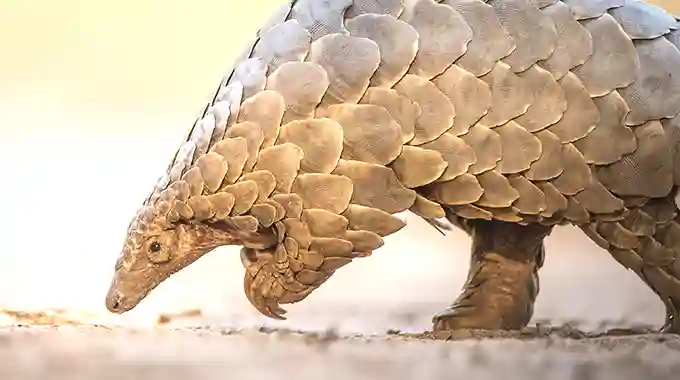 Teacher Arrested For Possession Of A Live Pangolin