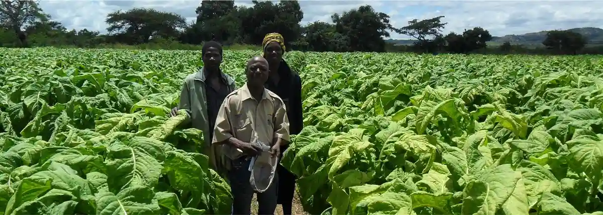 "They'll Lose Their Farms," Govt Warns "Rogue" Tobacco Farmers