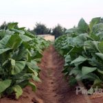 Tobacco Contracting Companies Must Supply Proof Of Inputs Distributed To Farmers - TIMB