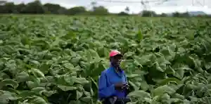 Tobacco Farmers Demand 100% Forex Retention