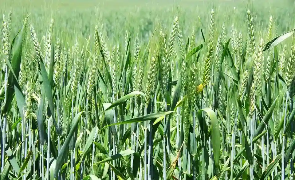 Tobacco Farmers To Venture Into Winter Wheat Production