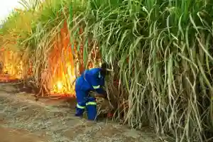 Tongaat Hulett Awards Pay Hike After Disgruntled Workers Torch Sugarcane Fields