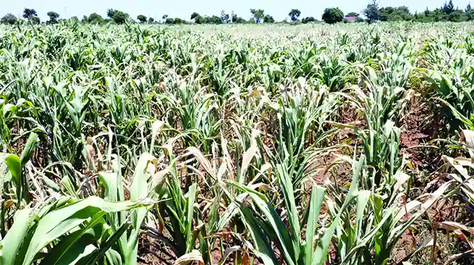 Top Livestock Farmer Urges Farmers To Turn Wilting Crops Into Silage