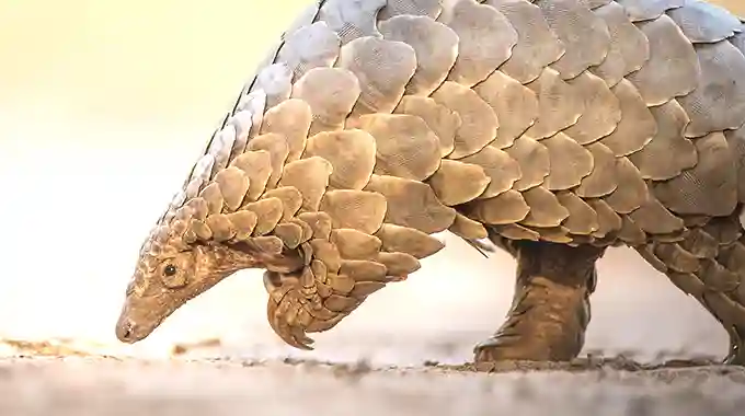 Two Pangolin Poachers Jailed For 9 Years