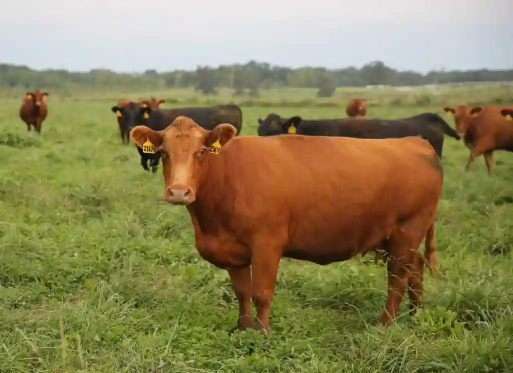 Two Police Officers Sentenced To Five Years Each For Stealing Cow