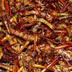 Uganda Airlines Suspend Staff For Allowing Man To Sell Grasshoppers Aboard Plane