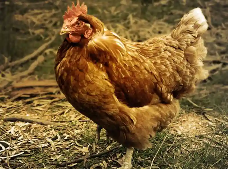 Up to 1 year in prison for breeding chickens at home:  Harare City Council