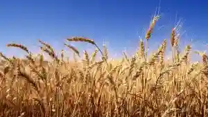 Veld Fire Destroys Wheat In A Matabeleland South Irrigation