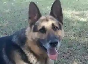 Vicious Police Dog On The Loose In Victoria Falls