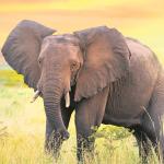 Victoria Falls Bartender Trampled To Death By Elephant