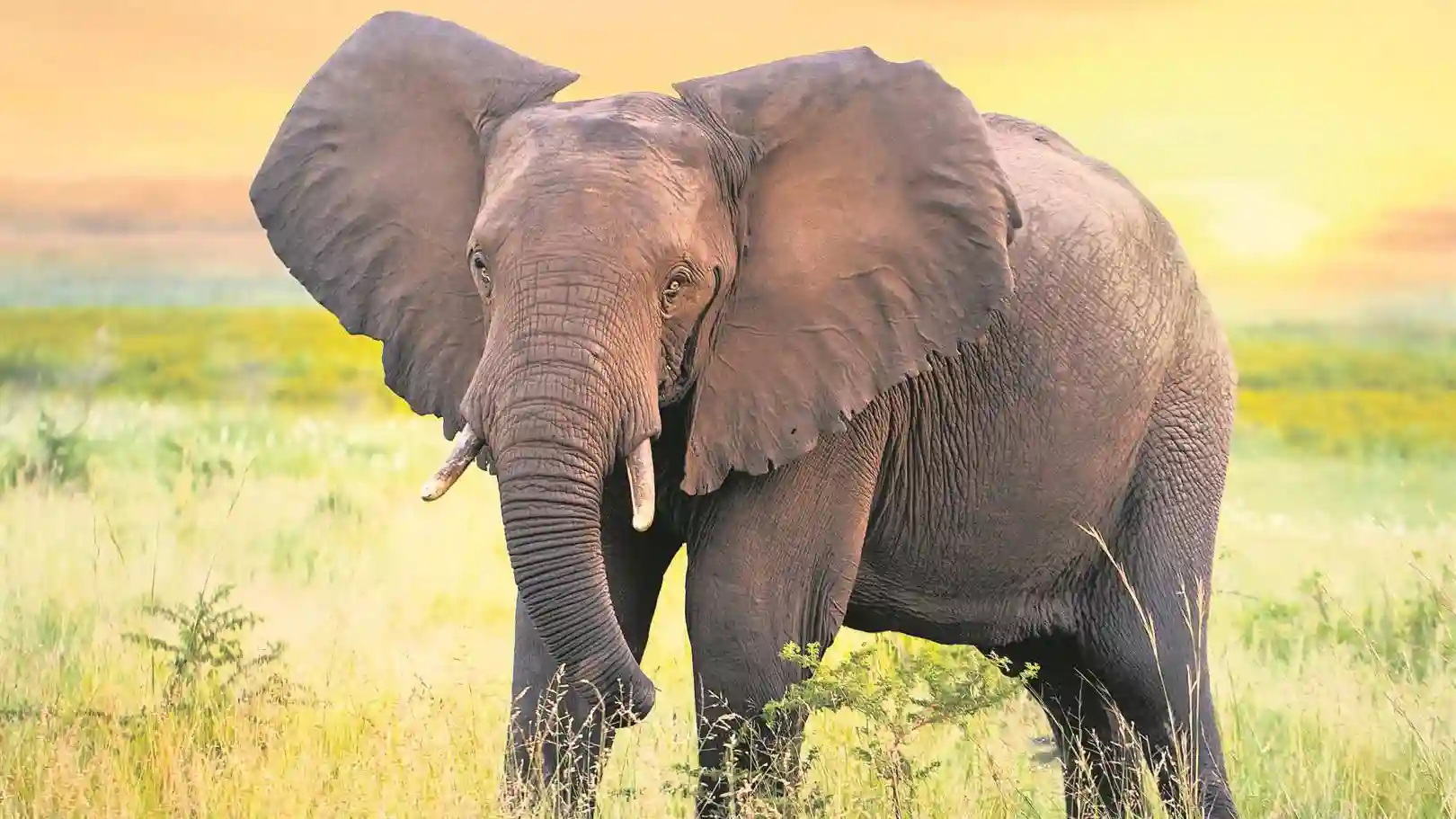 Victoria Falls Bartender Trampled To Death By Elephant