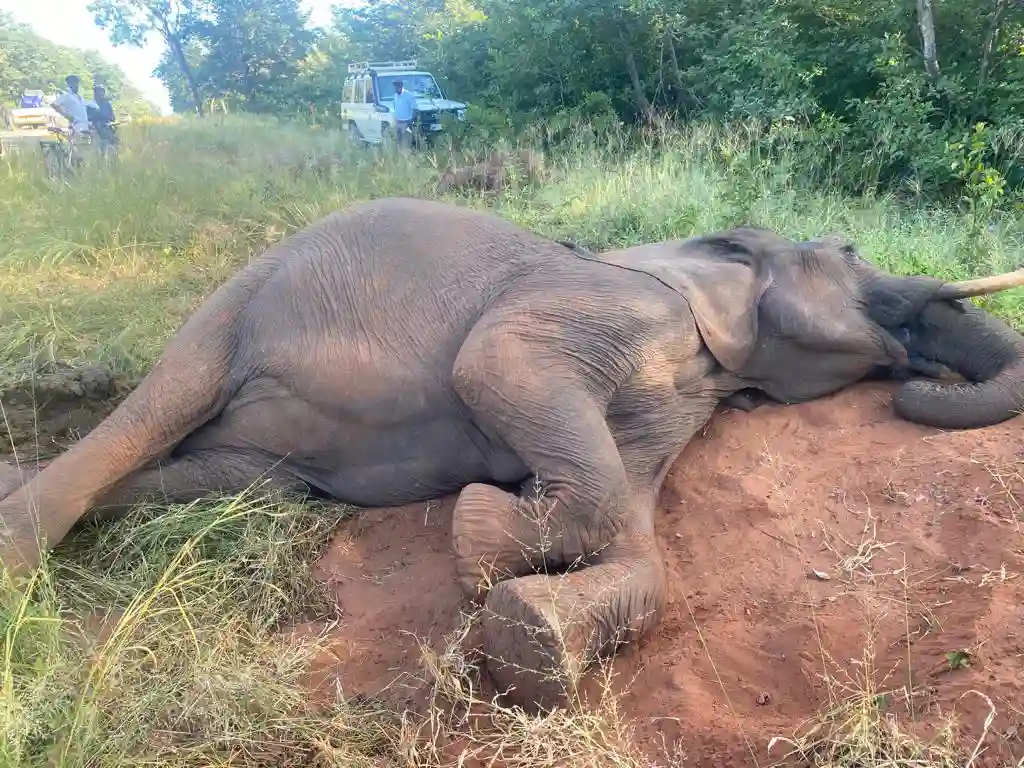 Victoria Falls-bound CAG Bus Ploughs Into Three Elephants