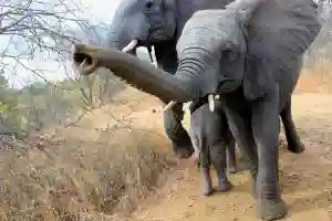 Victoria Falls Killer Elephant Gunned Down