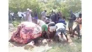 Victoria Falls Villagers Stampede For Free Meat As Bus Rams Into Elephant Herd