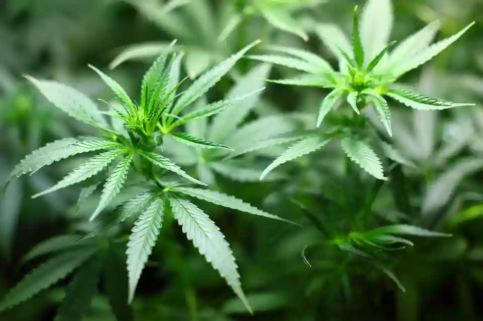 Victoria Falls Woman Found In Possession Of Marijuana Worth $40M